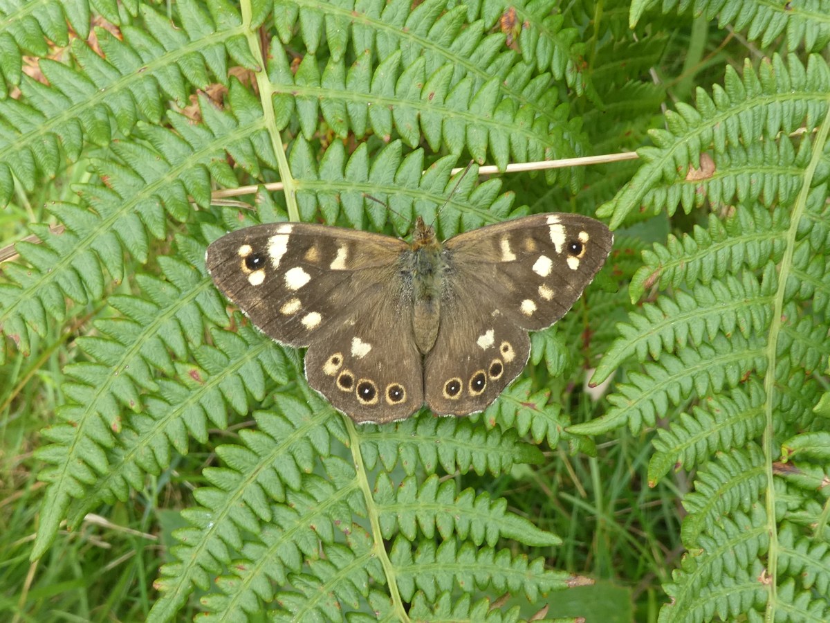 The Dolebury Butterflies